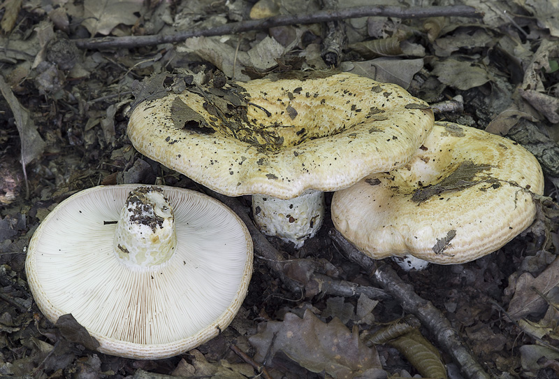 Lactarius zonarius